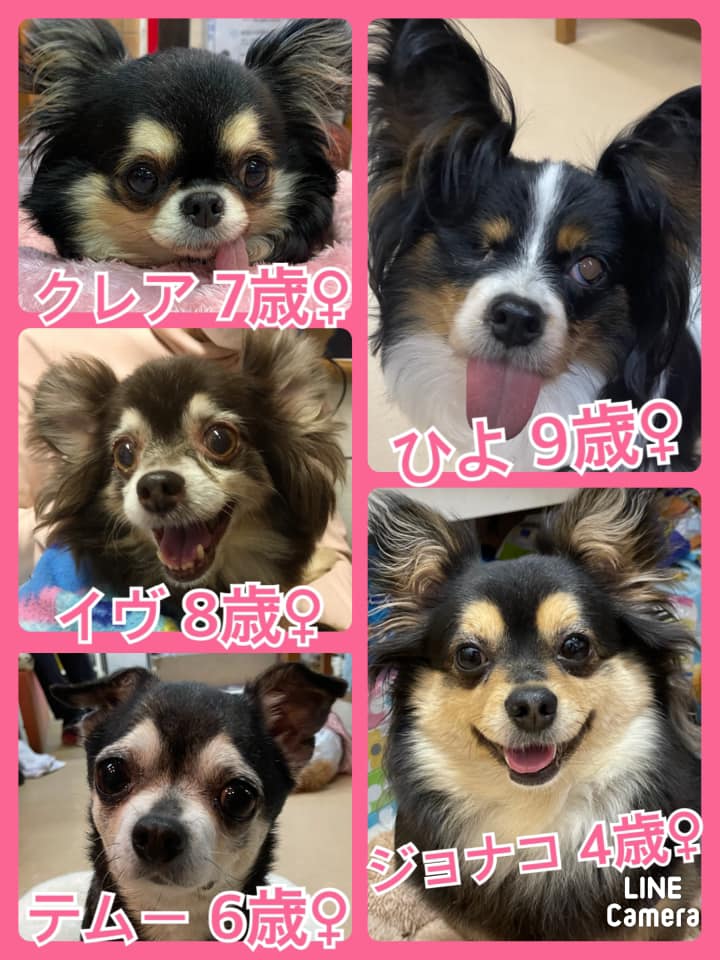 🐾今日の里親様募集中ワンコ🐶メンバーです🐾2021,4,14